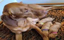 Hungarian Vizsla dogs for sale: Exceptional Hungarian Vizsla Puppies for Sale - Image 1