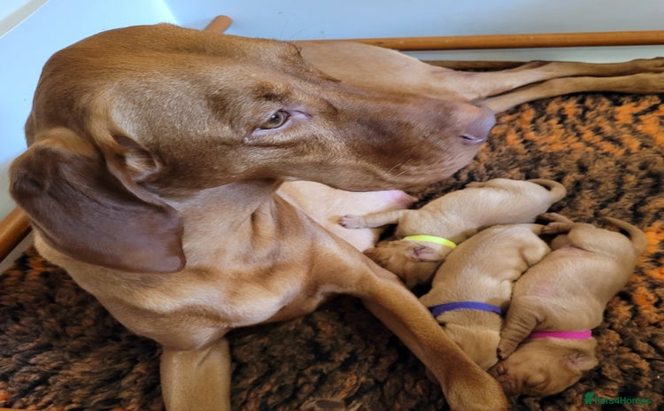 Hungarian Vizsla dogs - Advert 1