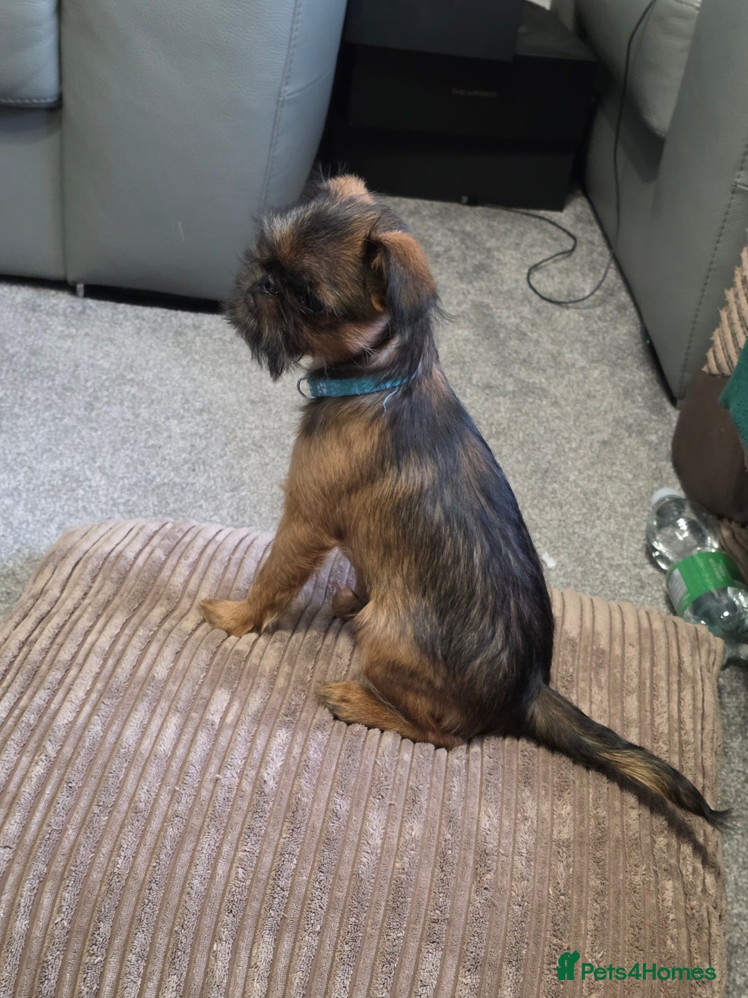 Griffon Bruxellois dogs for sale: Griffon Bruxellois KC registered - Advert 12