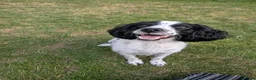 English Springer Spaniel dogs for adoption: Dottie - Advert 6