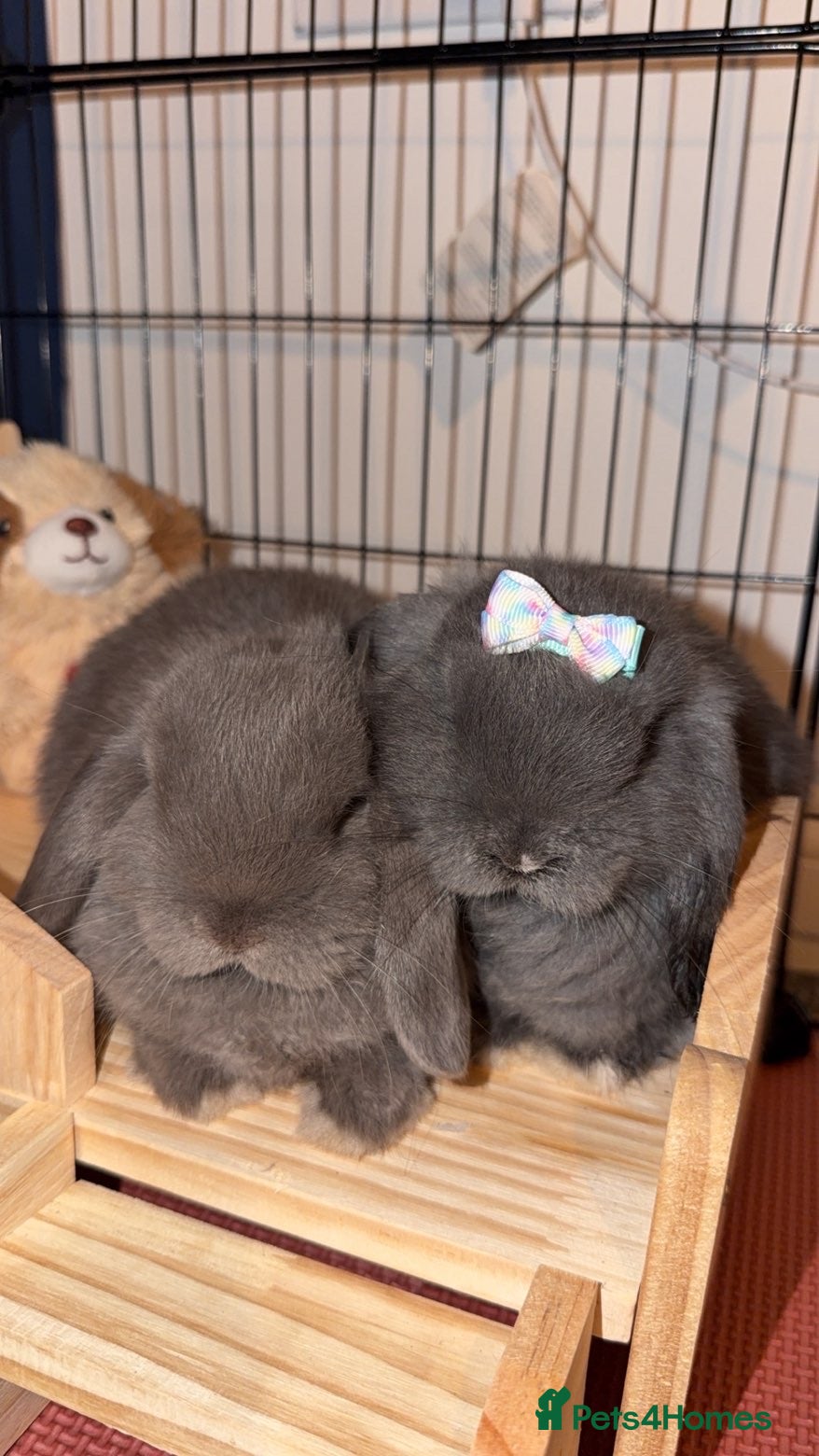 Mini Lop rabbits Male and Female Mini Lop Rabbits - Advert 6