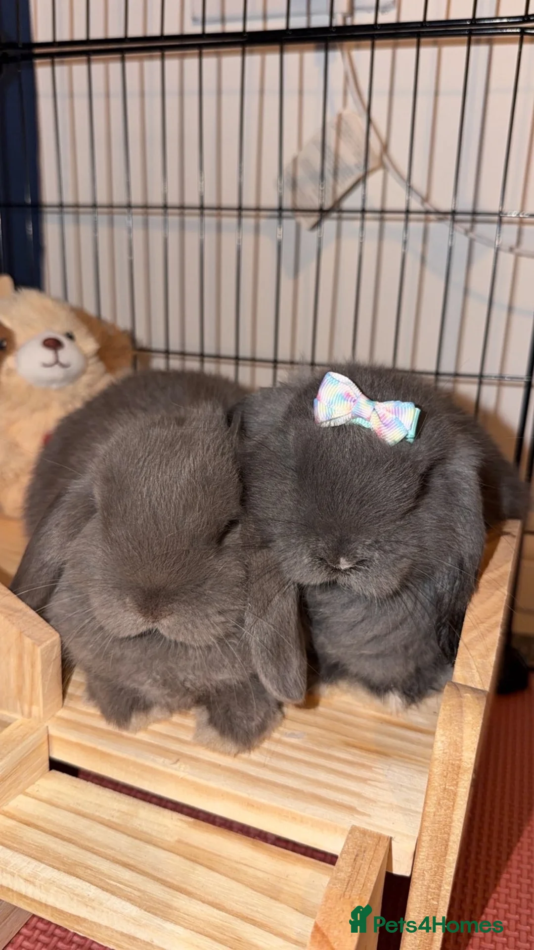 Mini Lop rabbits for sale: Male and Female Mini Lop Rabbits in York - Advert 1