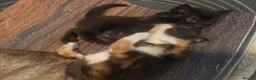 Mixed Breed cats for sale: 4 gorgeous little kitten looking for homes  - Advert 23