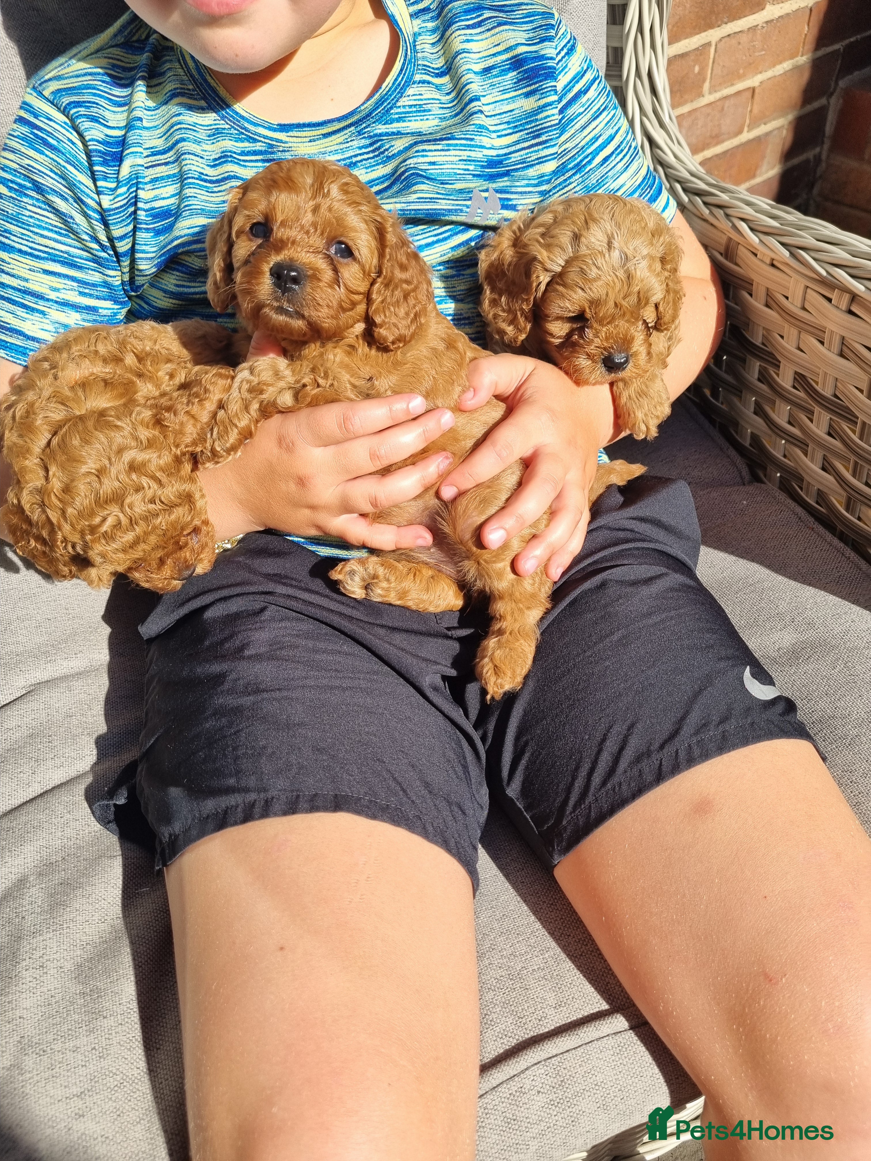 Cavapoo dogs Cavapoo F1b - Advert 17
