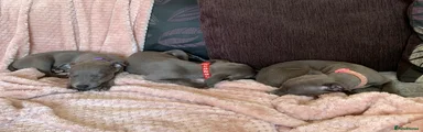 Whippet Puppy 7