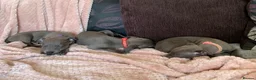 Whippet dogs for sale: Blue Kennel Club Registered Whippet pups - Advert 2