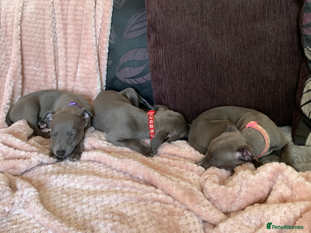 Whippet dogs for sale: Blue Kennel Club Registered Whippet pups - Advert 2