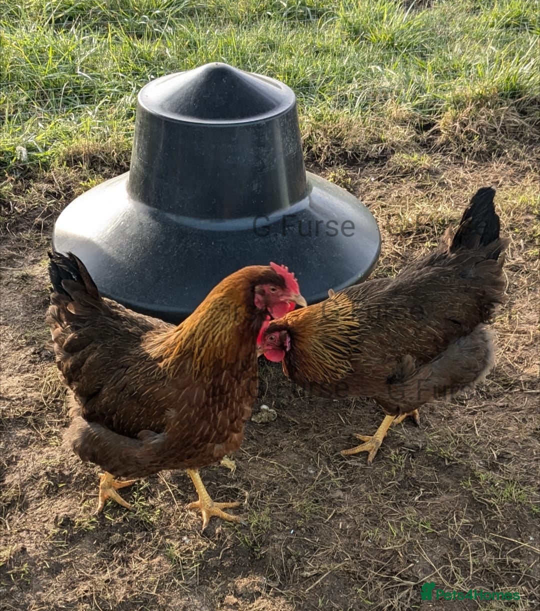 Chickens poultry for sale: Welsummer,Silver Laced Wyndottes,Lemon PyleBrahmas in Boston - Image 5