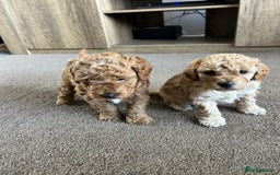 Cockapoo dogs for sale: 4 f2 cockapoos 2 males 1 female  - Image 12