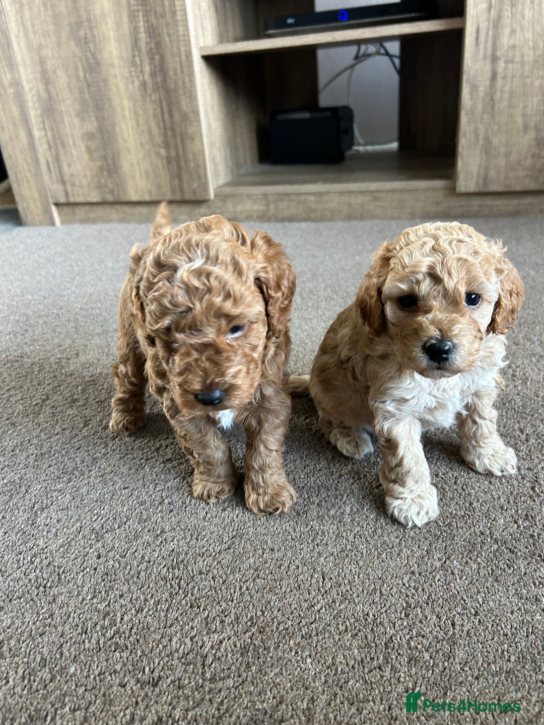 Cockapoo dogs for sale: 4 f2 cockapoos 2 males 1 female  - Image 12