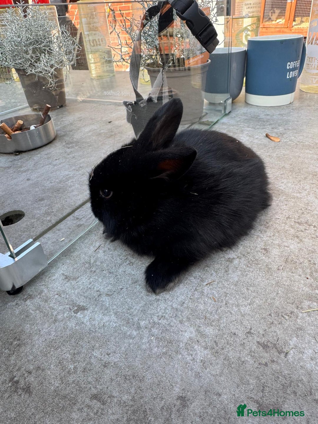 Dwarf Lop rabbits for sale: Dwarf lop kitts  - Image 4