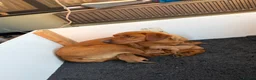 Labrador Retriever dogs for sale: KC Red Labrador pups for sale  in Kidderminster - Advert 10