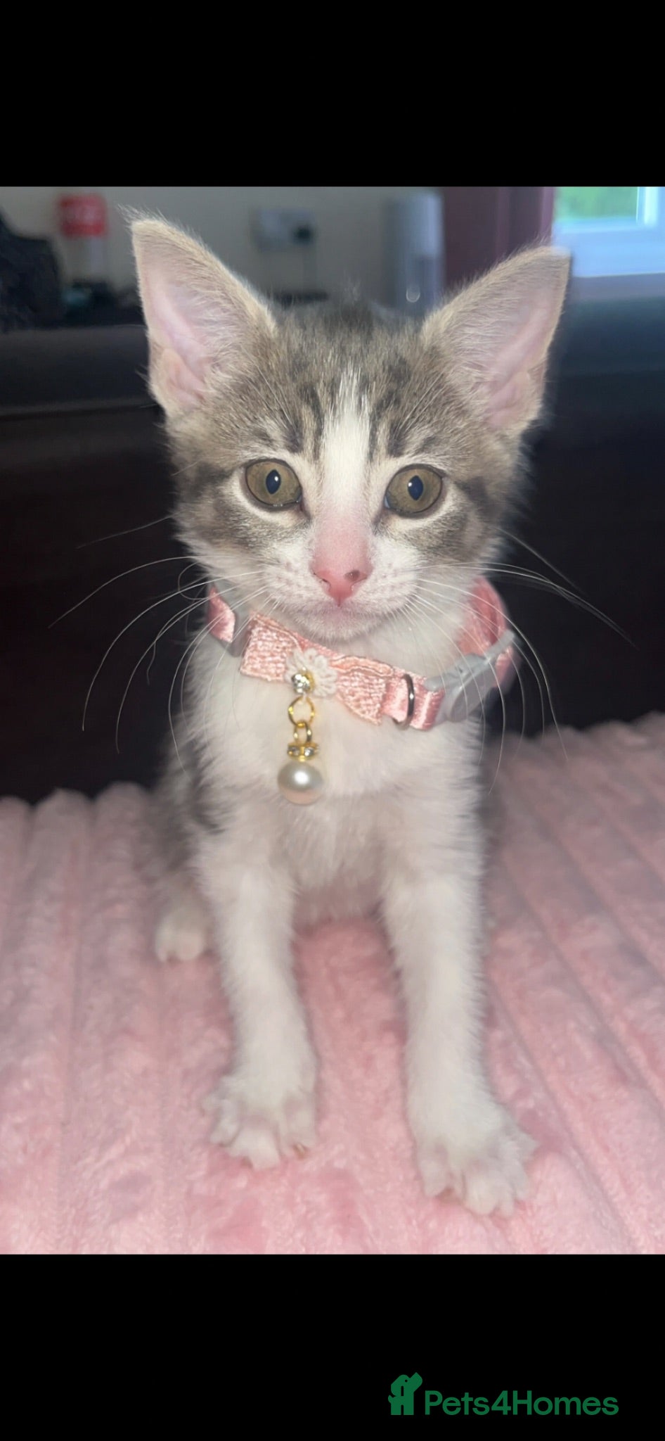 Mixed Breed cats Kitten for sale  - Advert 6