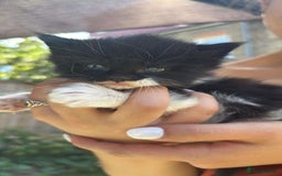 Mixed Breed cats for sale: Kittens for sale  - Image 32