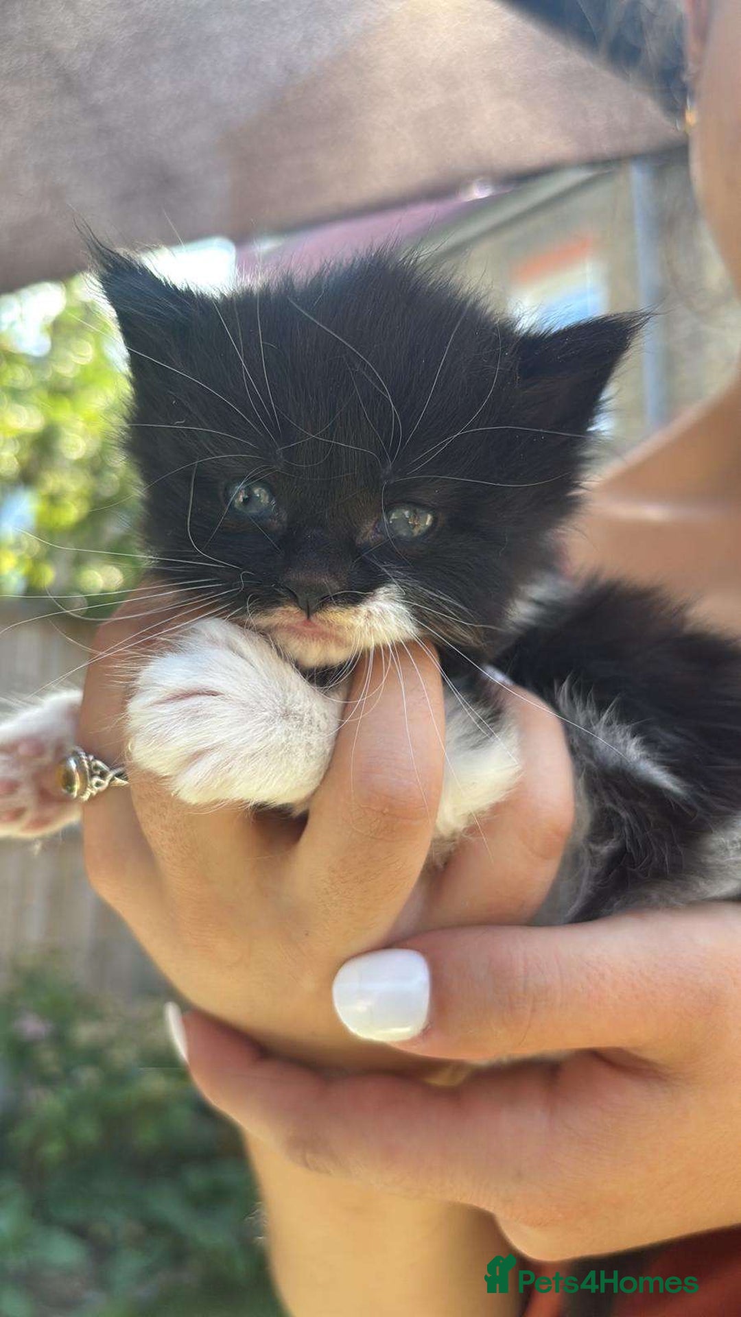 Mixed Breed cats for sale: Kittens for sale  - Image 32