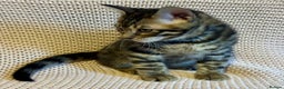 Bengal cats for sale: Bengal x Maine Coon Cross - Advert 5