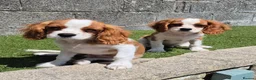 Cavalier King Charles Spaniel dogs for sale: Absolutely beautiful King Charles Cavalier puppies - Advert 5