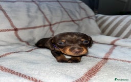 Miniature Dachshund dogs for sale: Beautiful Dachshund puppy’s  - Image 9