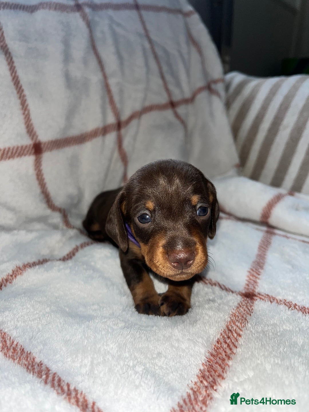 Miniature Dachshund dogs for sale: Beautiful Dachshund puppy’s  - Image 9