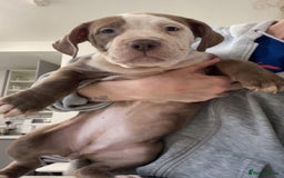 Mixed Breed dogs for sale: Blue staff cross mastiff - Advert 2