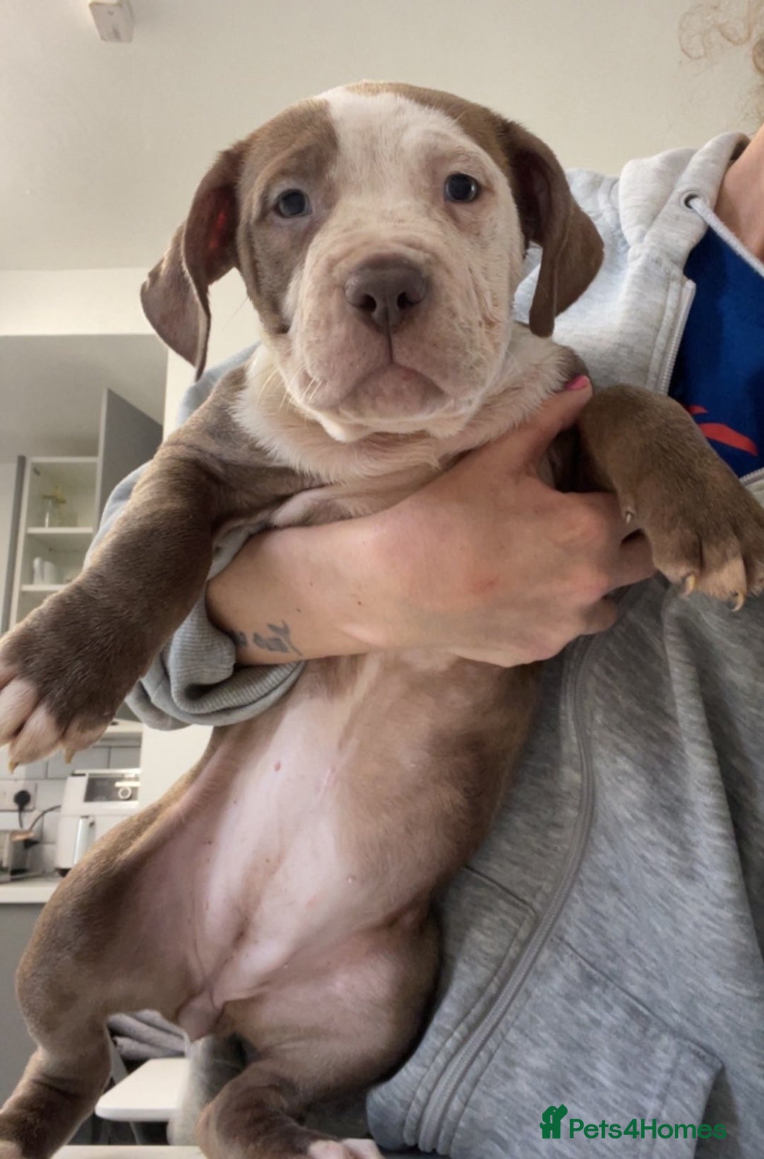 Mixed Breed dogs for sale: Blue staff cross mastiff - Advert 2