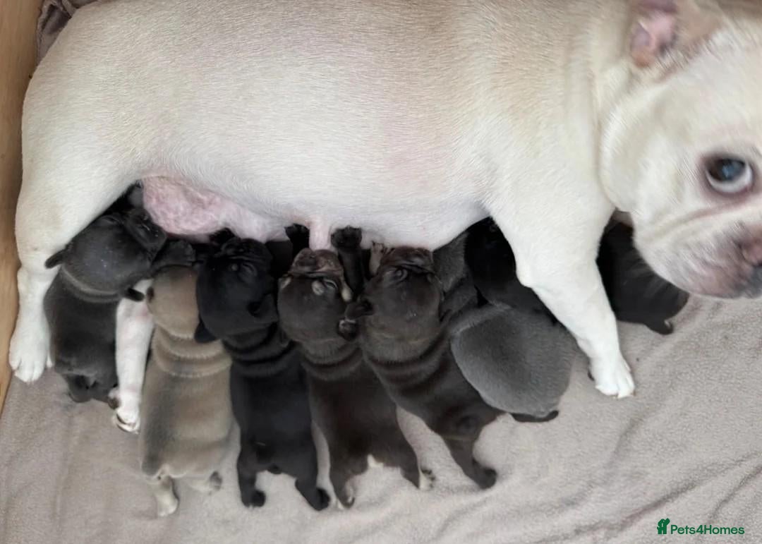 French Bulldog dogs Beautiful French Bulldog Puppies – 1 Boy, 2 Girls - Advert 1