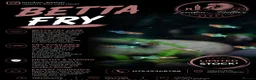 Bettas fish for sale: Betta Fish Sale!! - Advert 2