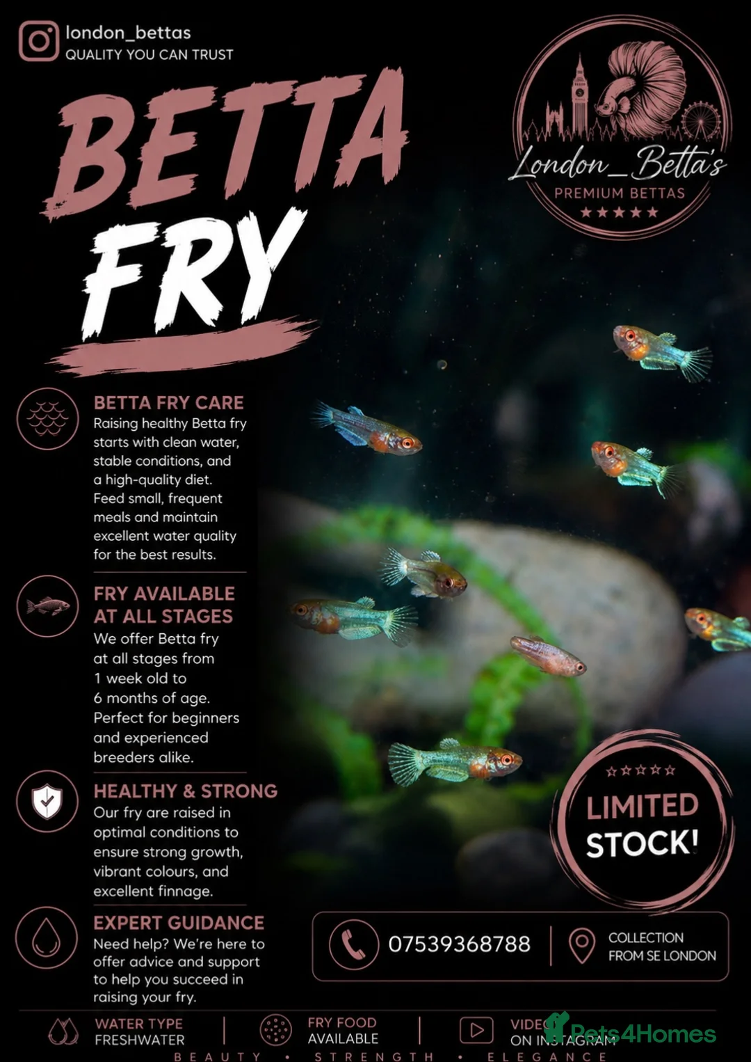 Bettas fish for sale: Betta Fish Sale!! - Advert 2