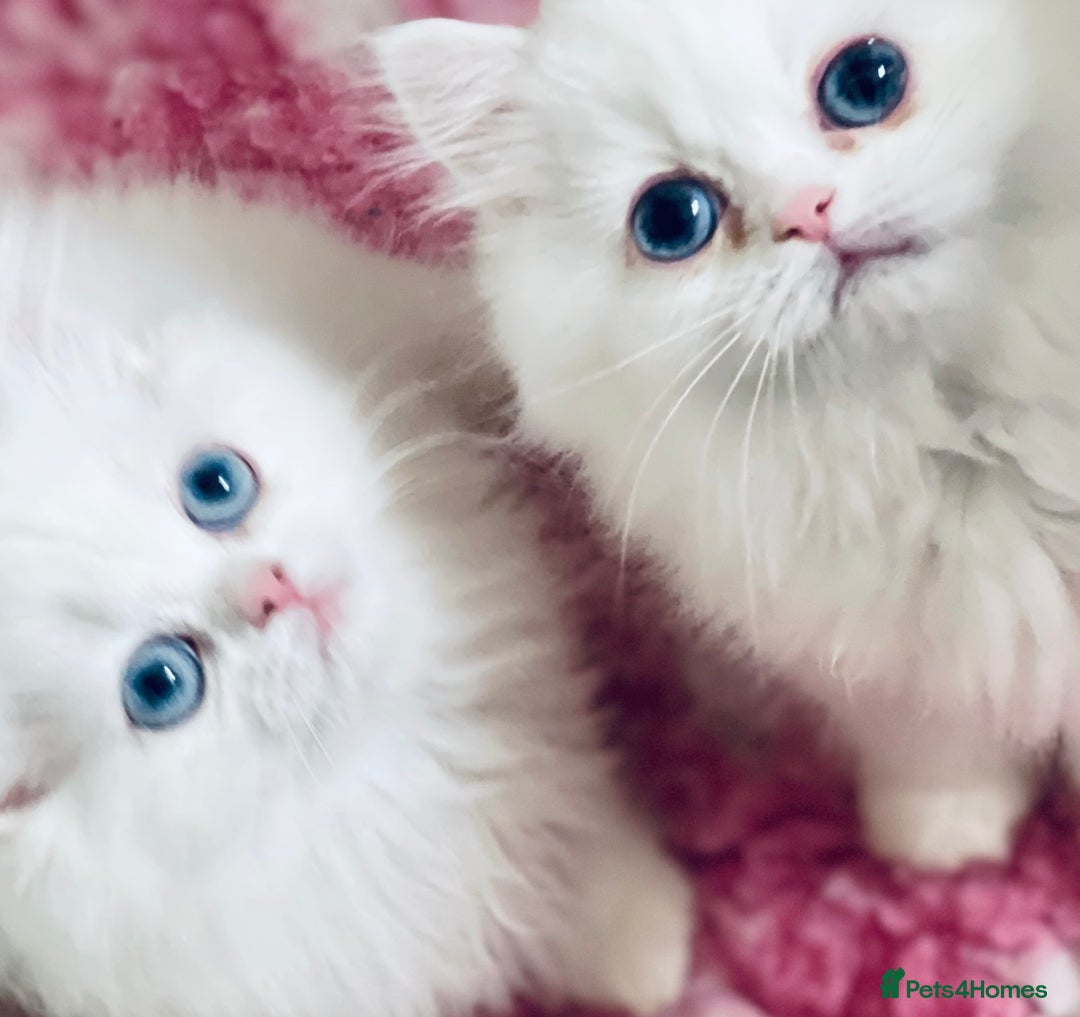 Persian cats for sale: Pure White Persian Girls BLUE EYES & full hearing - Image 14