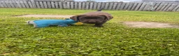 Labrador Retriever dogs for sale: Gorgeous Chunky Chocolate Labrador Puppies  in Tain - Advert 9