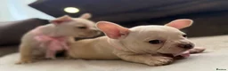 French Bulldog dogs for sale: ONLY 3 LEFT! Beautiful KC Reg French Bulldog Pups - Advert 5