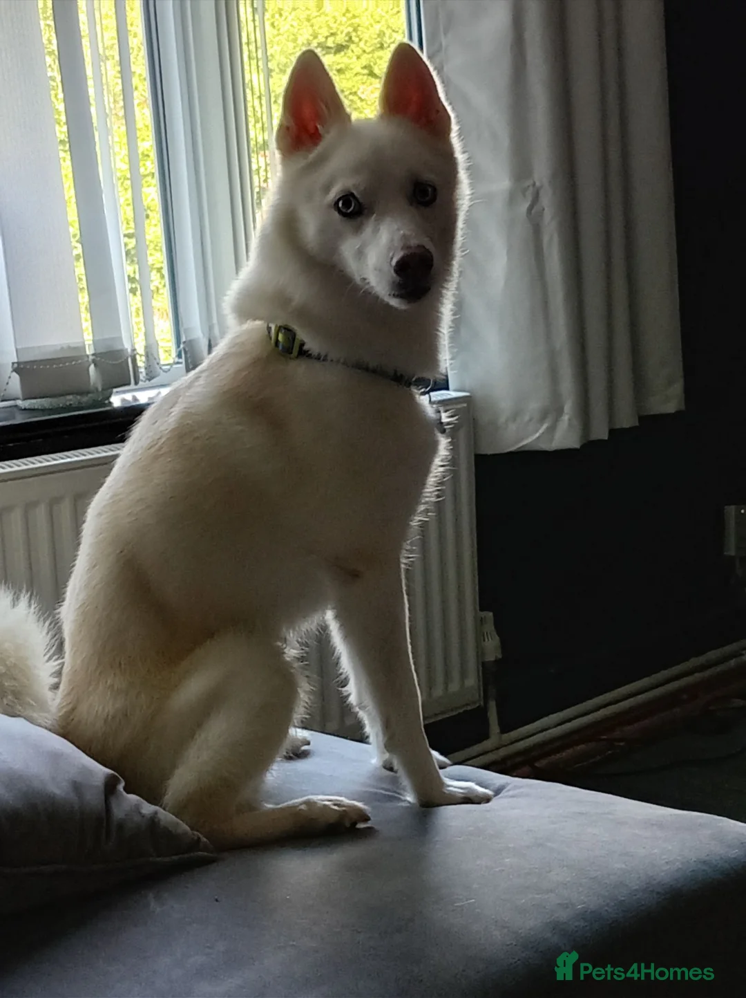 Mixed Breed dogs for sale: Pomsky  - Advert 2