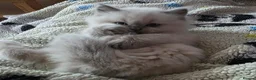 Ragdoll cats for sale: Handsome Blue Point Kitten in Leigh - Advert 4