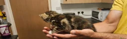 Mixed Breed cats for sale: Kittens for sale  in Letchworth Garden City - Advert 4