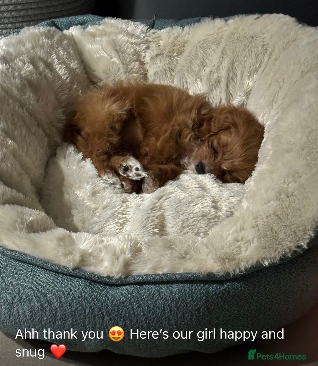 Cavapoo dogs for sale: Stunning litter of cavapoos - Image 21