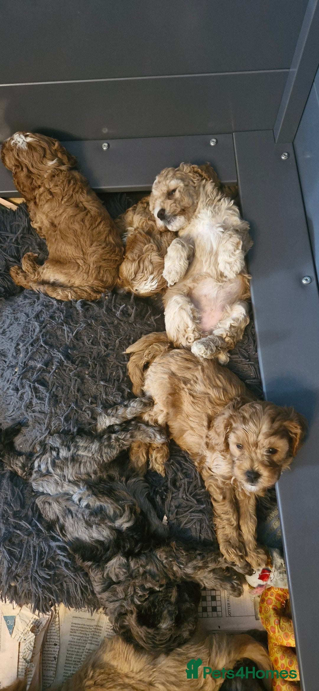 Cavapoo dogs for sale: Gorgeous f1b Cavapoo puppys.Health tested parents  - Image 29