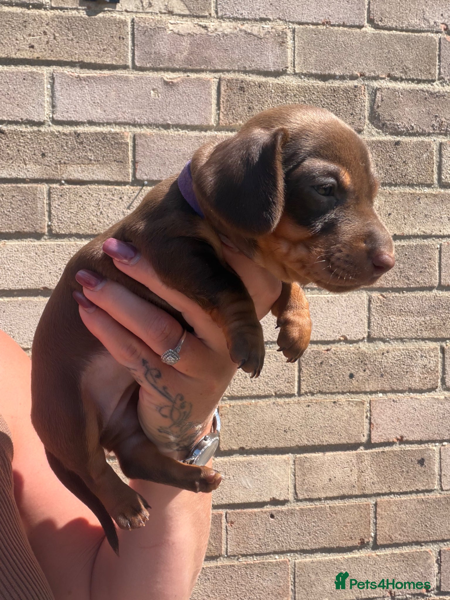 Miniature Dachshund dogs BEAUTIFUL MINI DACHSHUNDS  - Advert 1