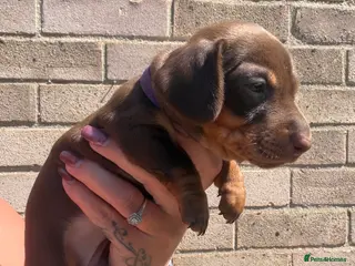Miniature Dachshund dogs BEAUTIFUL MINI DACHSHUNDS - Advert 1