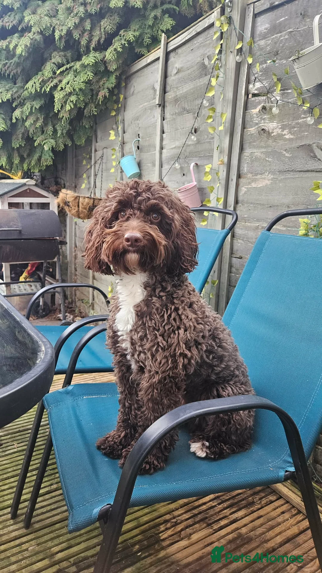 Cockapoo dogs for sale: Male cockapoo  / neutered  - Advert 1