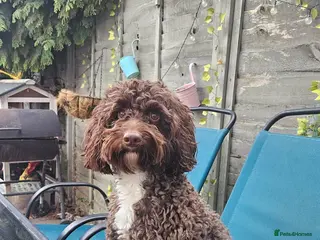 Cockapoo dogs Male cocapoo - Advert 5