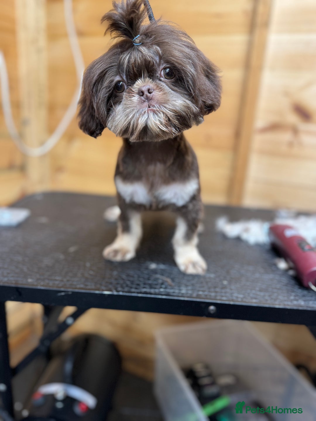 Shih Tzu dogs for sale: PLEASE READ THE DESCRIPTION  - Advert 6