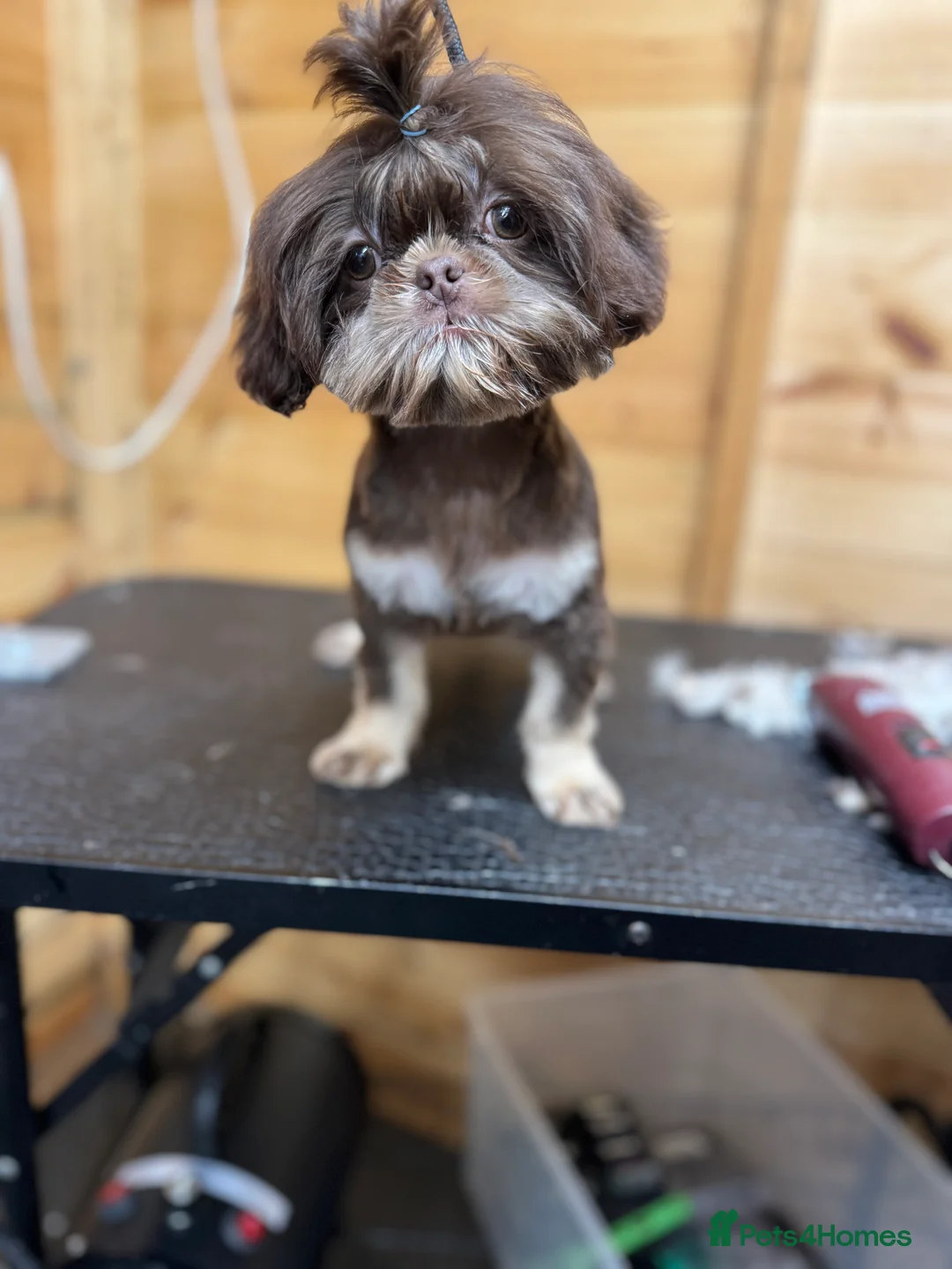 Shih Tzu dogs for sale: PLEASE READ THE DESCRIPTION  - Advert 6