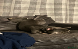 French Bulldog dogs for sale: French Bulldog Male 24 months old  - Image 8