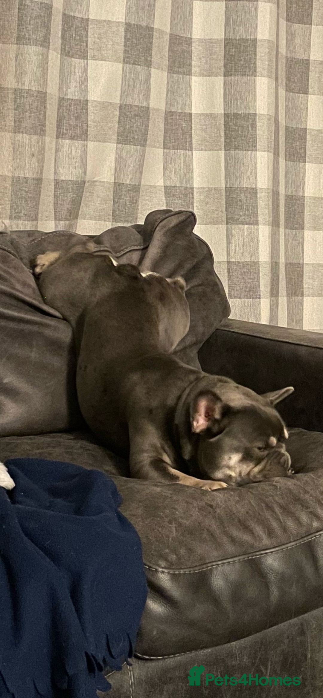 French Bulldog dogs for sale: French Bulldog Male 24 months old  - Image 8