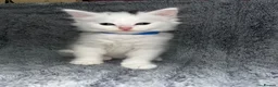 Turkish Angora cats for sale: Turkish Angora Long-hair kittens - Advert 3