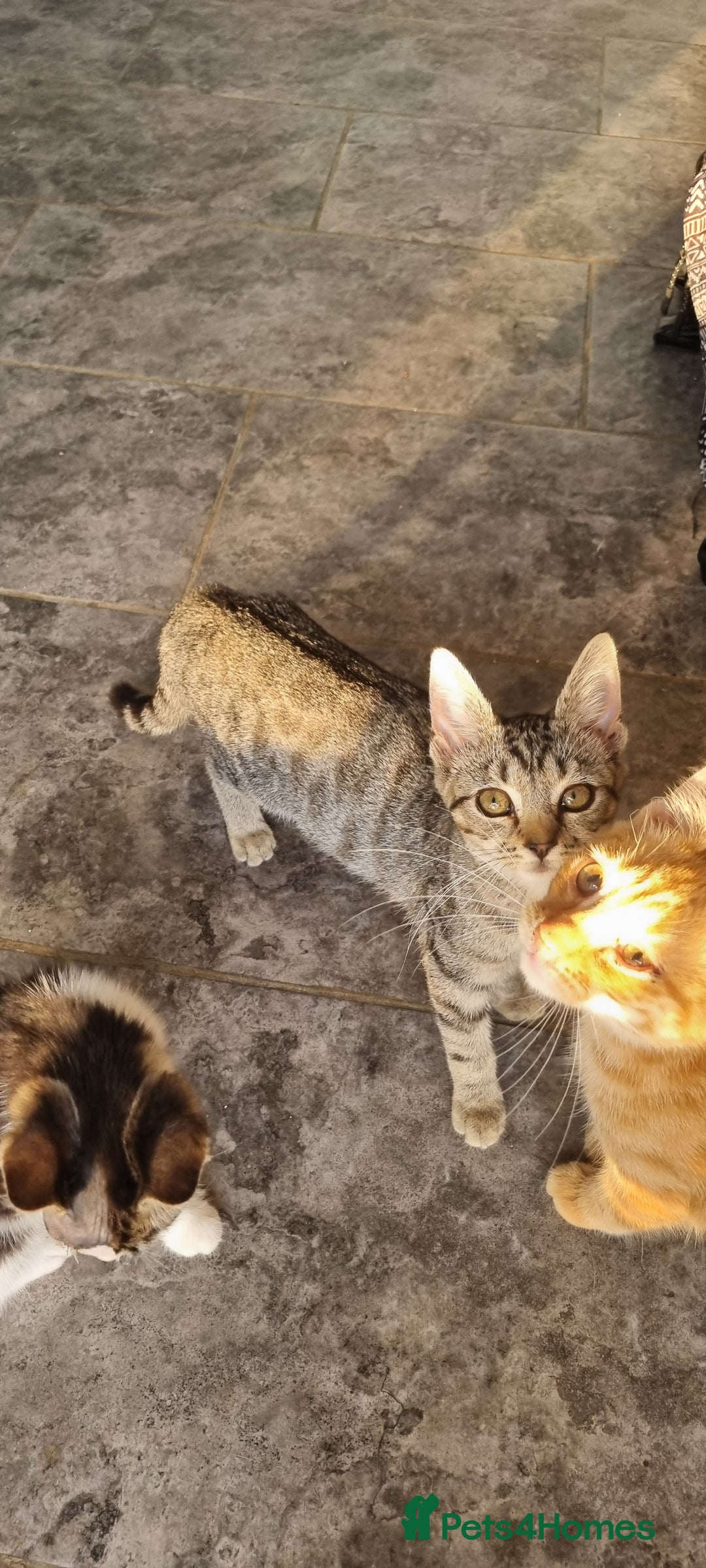Domestic Shorthair cats for sale: Kittens looking for homes - Image 3