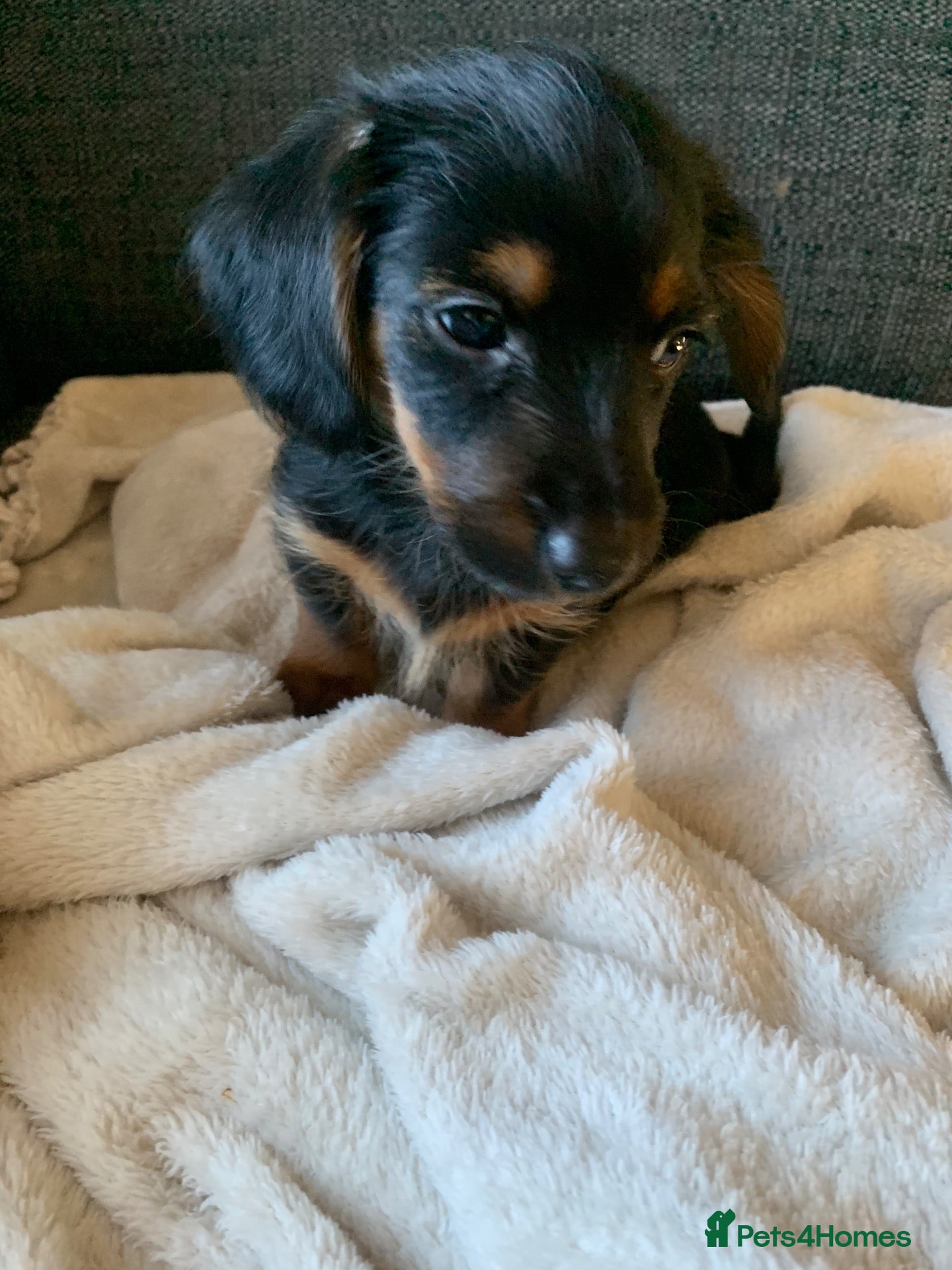 Mixed Breed dogs Yorkshire terrier x LAST BOY  - Advert 13