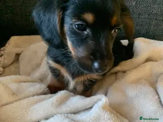 Mixed Breed dogs Yorkshire terrier x LAST BOY - Advert 13