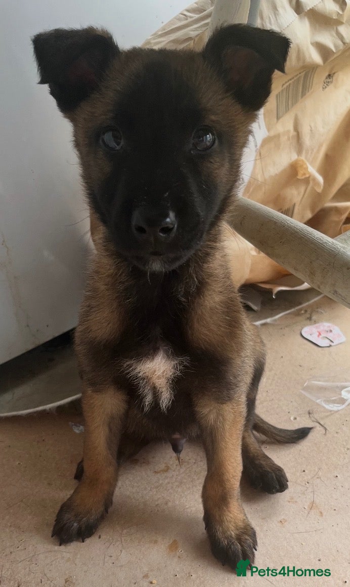 Belgian Shepherd Dog dogs Gorgeous male Belgian malinois - Advert 2