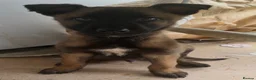 Belgian Shepherd Dog dogs for sale: Gorgeous male Belgian malinois - Advert 1